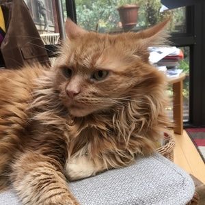 Meet your Posher, Marcel, ultimate metro kitty